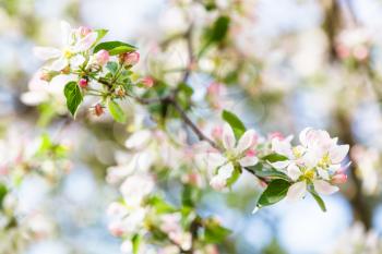white and pink apple tree blossom close up in spring woods