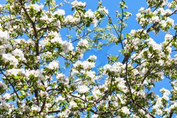 white and pink blossoming apple tree with blue spring sky background