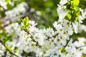 white cherry tree blossoms close up in sping forest