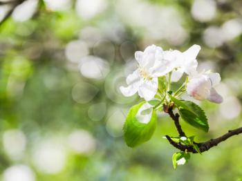 flower on flowering apple tree close up in spring with green forest background