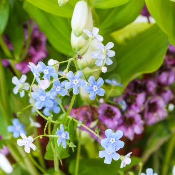 natural background from garden flowers - forget-me-not, bergenia, polygonatum plants close up