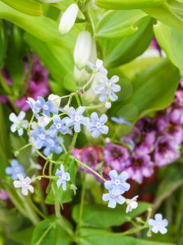 natural background from wild flowers on green flowerbed - forget-me-not, bergenia, polygonatum plants close up