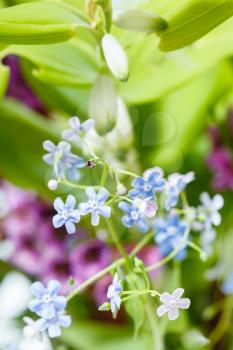 natural background from wild flowers on green meadow - forget-me-not and polygonatum plants close up