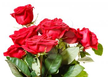 side view of bunch of red roses isolated on white background