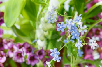 natural background from wild flowers on green lawn - forget-me-not, bergenia, polygonatum plants close up