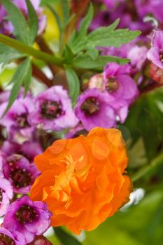 natural Trollius and bergenia flowers close up in posy