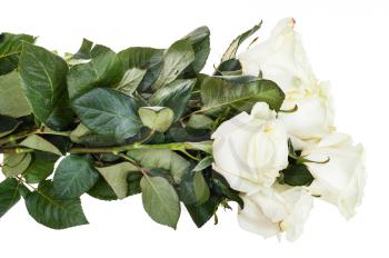 side view of armful of white roses isolated on white background