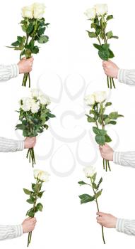 set of white rose bunches of flowers isolated on white background