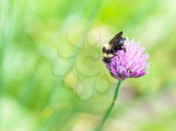 natural background with bumblebee on pink flower of chives herb