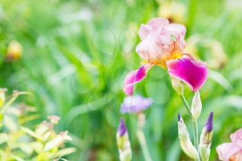natural background with iris flowers on lawn in summer