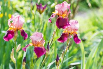 tall bearded iris flowers on meadow in summer