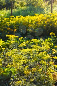 illuminated yellow flowers on dill herb in garden in summer evening