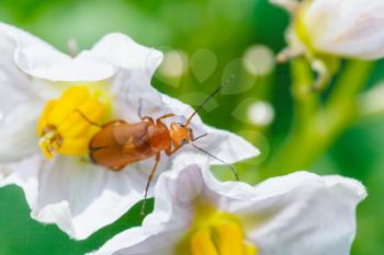 soldier beetle in potato flower close up in summer garden
