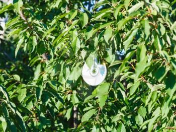 shiny compact disc on black cherry tree to scare birds in sunny summer day