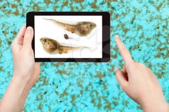 naturalist studies tadpoles of frog in water pool on tablet pc