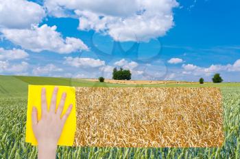season concept - hand deletes green wheat field by yellow cloth from image and yellow ripe wheat plantation is appearing