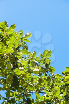 green twig with ripe yellow apple with blue sky background in orchard in summer