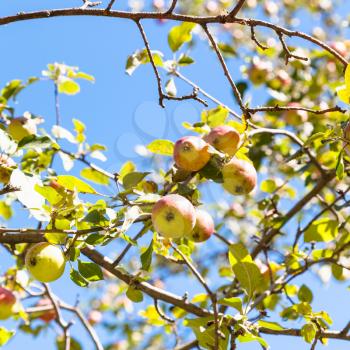 ripe pink and yellow apples on tree twig close up with blue sky on background in summer