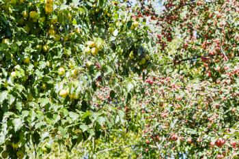 yellow and red apples on trees in forest in summer