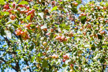 tree branch with pink malus apples in forest in summer
