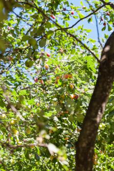 plum branch and apple tree in fruit orchard in summer