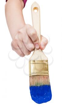 direct view of painter hand with flat paintbrush painting in blue paint isolated on white background