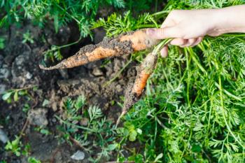 harvesting - Two picked ripe carrots in hand and green garden bed on background