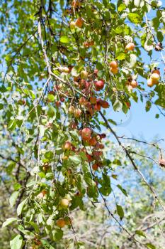 branch with ripe yellow and red malus apples in forest in summer
