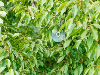 shiny compact disc on black cherry tree to scare birds in orchard