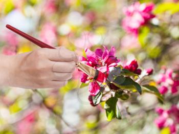 gardening concept - hand with paintbrush paints red flowers on apple tree in spring