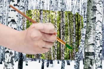 nature concept - seasons and weather changing: hand with paintbrush paints green leaves on birches instead of white winter trees