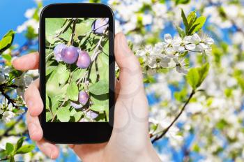 garden concept - farmer photographs picture of ripe plums on branch with white blossoming tree on background on smartphone