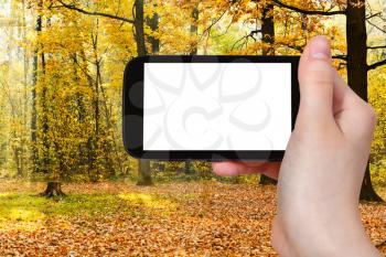 travel concept - hand holds smartphone with cut out screen and oak grove illuminated by sun in autumn on background