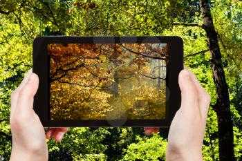 nature concept - tourist photographs picture of autumn woods during summer and autumn seasons changing on tablet pc