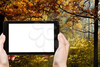 travel concept - hand holds tablet pc with cut out screen and autumn forest on background