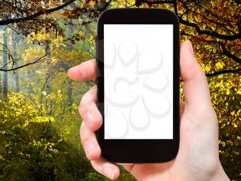 travel concept - hand holds smartphone with cut out screen and autumn woods on background