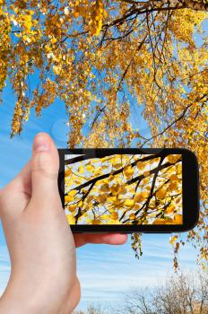 nature concept - tourist photographs picture of yellow leaves on birch in sunny autumn day on smartphone