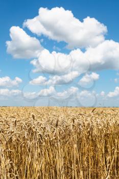 ears of ripe wheat in summer field under blue sky with white clouds