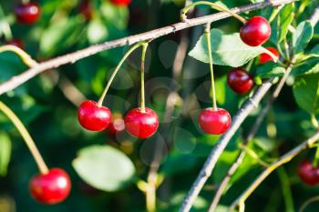 several red cherry on tree branch in summer day