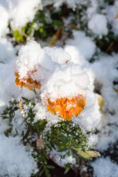 orange flower under first snow in sunny autumn day