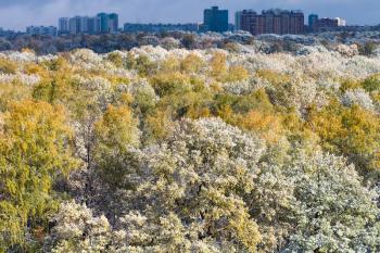 first snow on lush foliage of trees in forest and dark blue sky over city in autumn