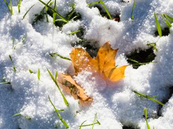 fallen maple leaf and green grass covered by first snow in sunny autumn day
