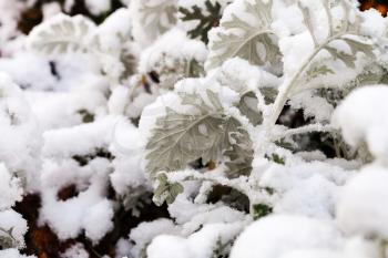 first snow on dusty miller plant close up in autumn
