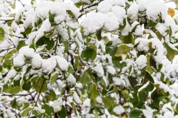 first snow on green leaves of apple tree in autumn day