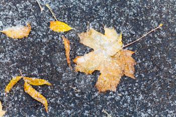 frozen orange and yellow fallen leaves under first snow on asphalt path in autumn
