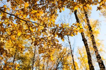 yellow oak leaves illuminated by sunlight and birch trees in autumn forest