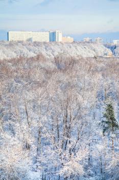 snow forest and city houses in winter season