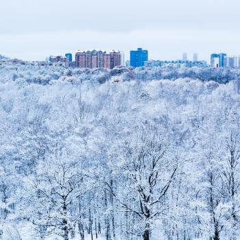snow oak trees in woods and city in blue cold winter morning