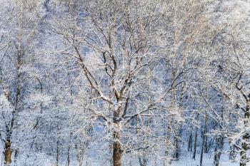 snow covered oak and birch trees in snow forest in winter season
