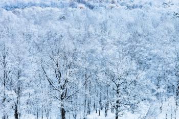 oak and birch trees in snow forest in blue cold winter morning